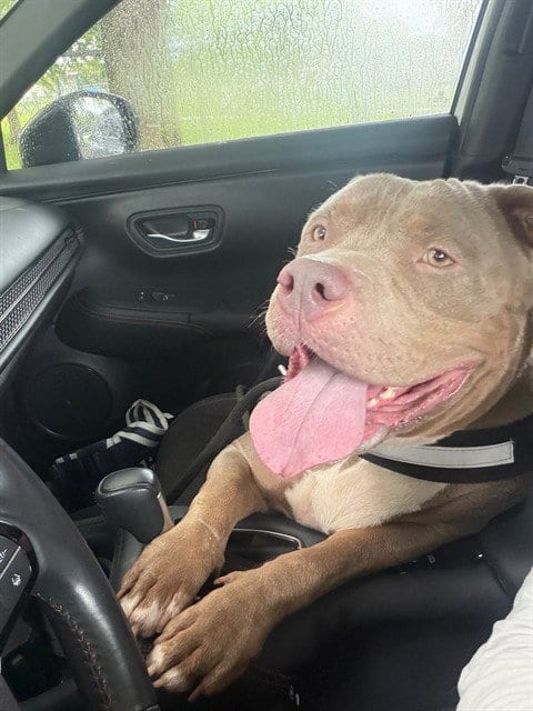 Photo of Myra, adoptable American Bulldog in Miami, Florida