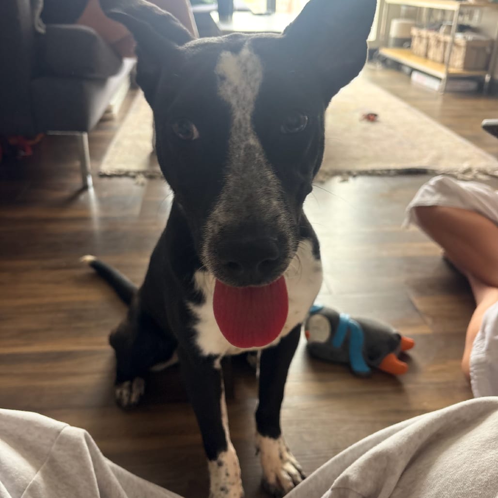 Photo of Mia, adoptable Cattle Dog, Australian (Blue Heeler) / Mix in Boonville, Missouri