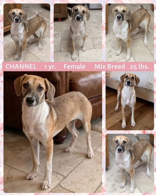 Photo of Channel, adoptable Beagle in Mesa, Arizona