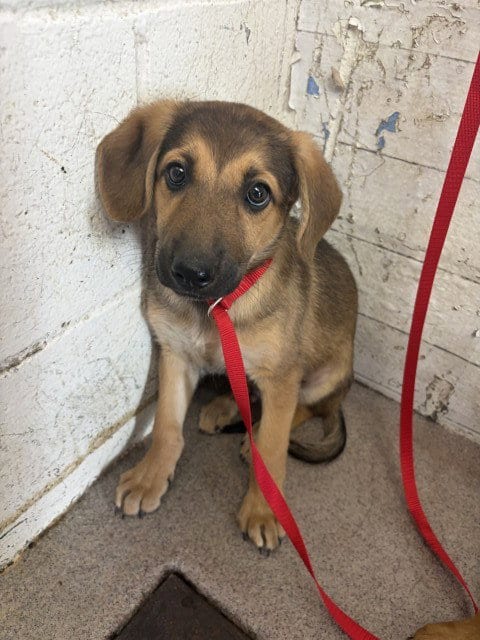 Photo of Leo, adoptable German Shepherd Dog in San Bernardino, California