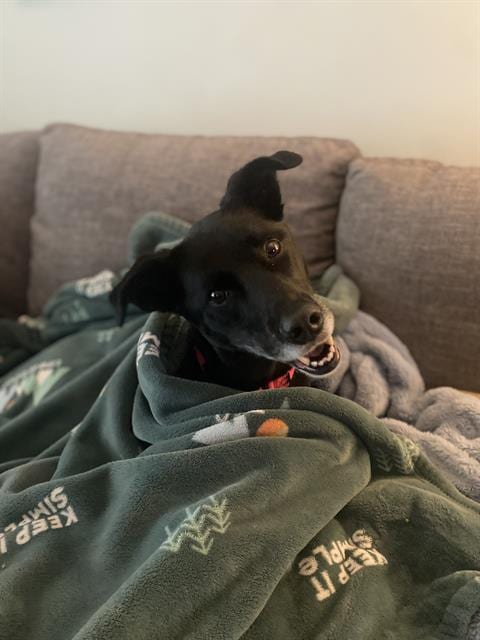 Photo of Rikka, adoptable Border Collie in Fruit Heights, Utah