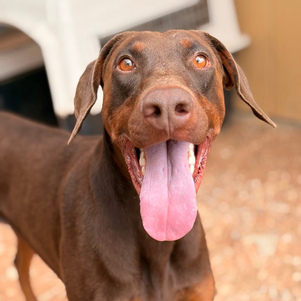 Photo of Randall, adoptable Pinscher, Doberman / Mixed Breed (Large) in Kanab, Utah