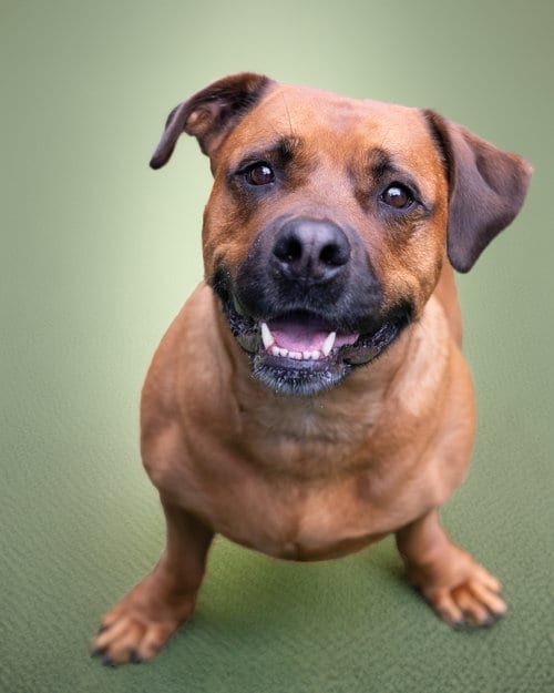 Photo of Gus, adoptable American Pit Bull Terrier in Holbrook, New York
