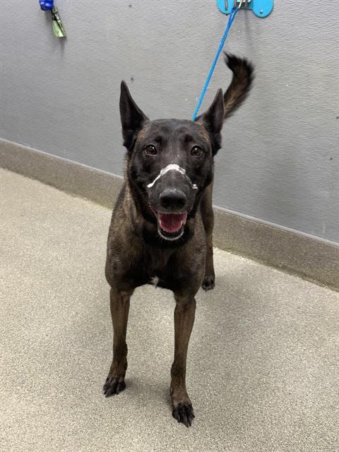 Photo of Princess Bubblegum, adoptable Belgian Shepherd Malinois in Las Vegas, Nevada