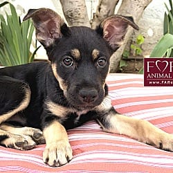 Photo of Alice, adoptable German Shepherd Dog Belgian Malinois in Marina del Rey, California