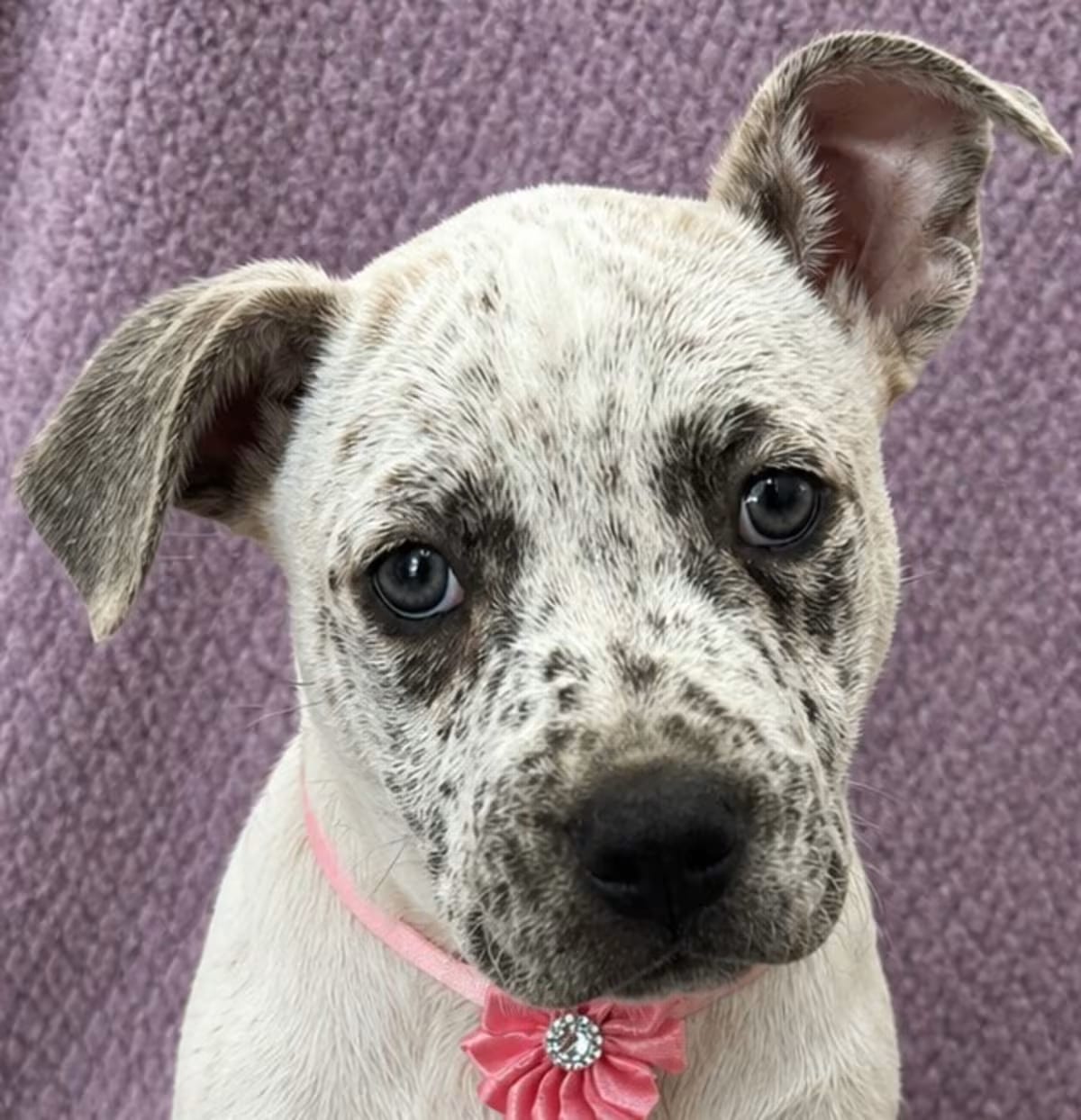 Photo of Bella, adoptable Bullmastiff/Pit Bull Terrier in Lodi, California