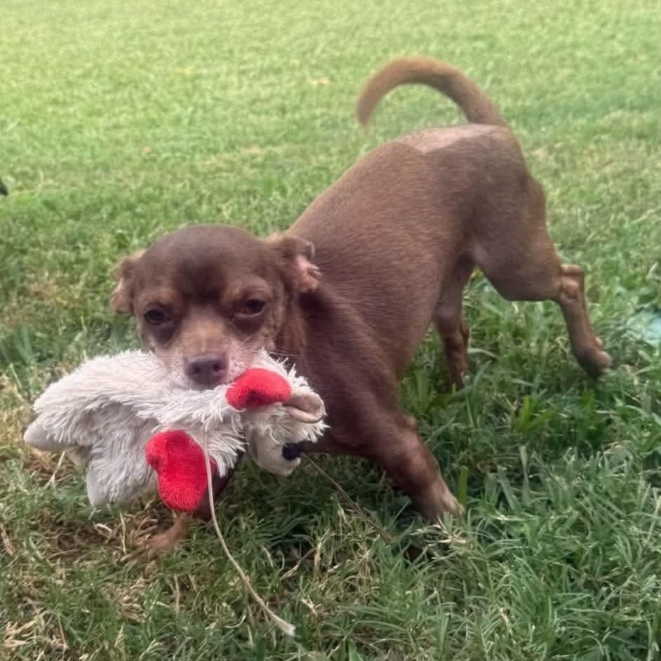 Photo of Obie *Arriving 10/24* D12803, adoptable Chihuahua / Pinscher, Miniature in Princeton area, Minnesota