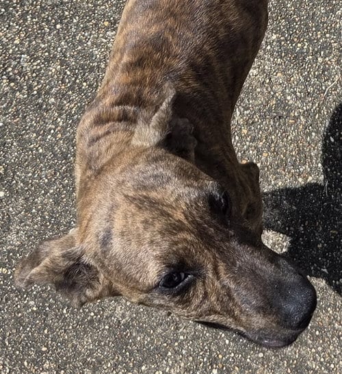 Photo of ZCL-D-Brindle, adoptable Plott Hound in Horn Lake, Mississippi