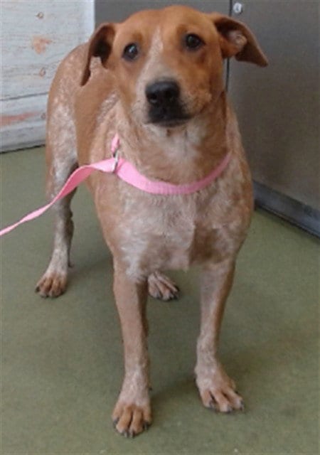 Photo of Terra, adoptable Australian Cattle Dog/Blue Heeler in San Bernardino, California