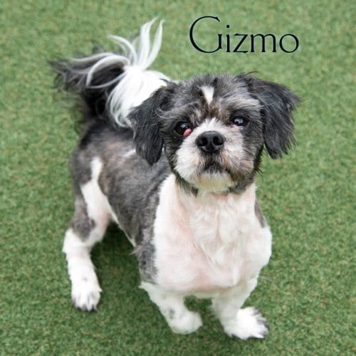 Photo of Gizmo, adoptable Shih Tzu in Elizabethtown, Pennsylvania