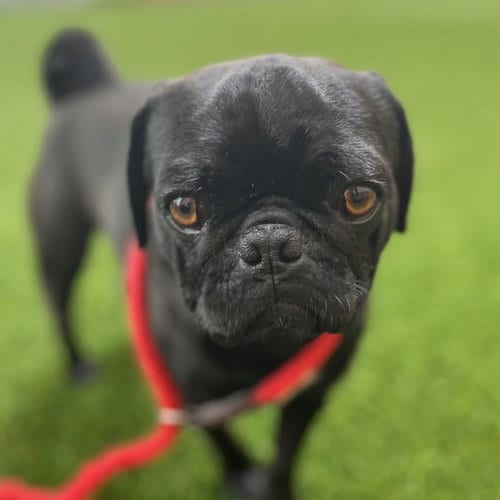 Photo of Nigel, adoptable Pug in Burlingame, California