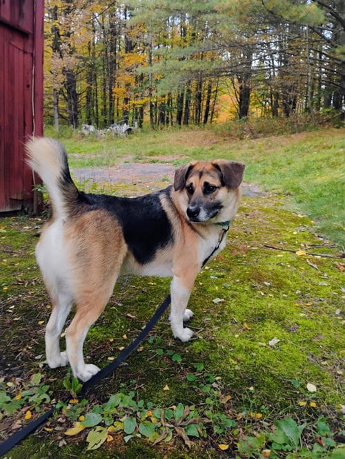 Photo of Augie, adoptable German Shepherd Dog in Gloversville, New York