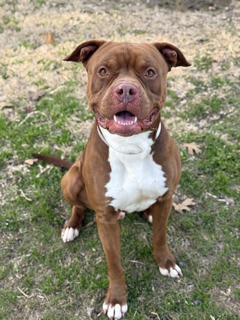 Photo of Rubble, adoptable Pit Bull Terrier in Conroe, Texas