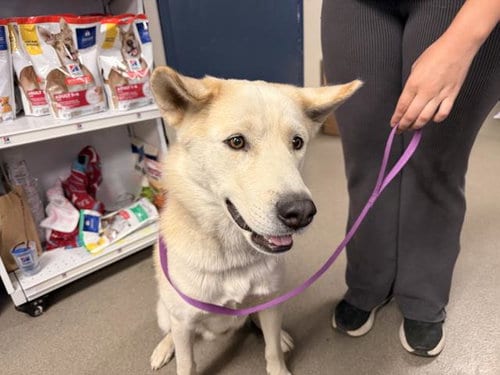 Photo of Rocket, adoptable Husky in HESPERIA, California