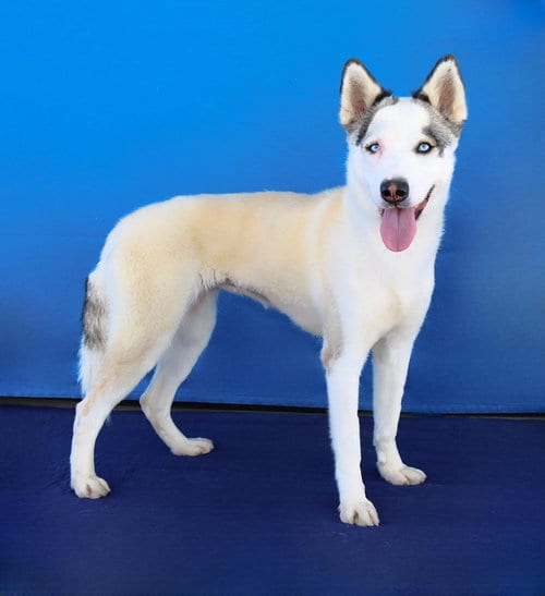 Photo of Luna, adoptable Siberian Husky in Pasadena, California
