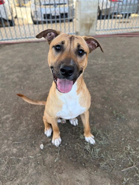 Photo of Odie, adoptable Pit Bull Terrier in Riverside, California
