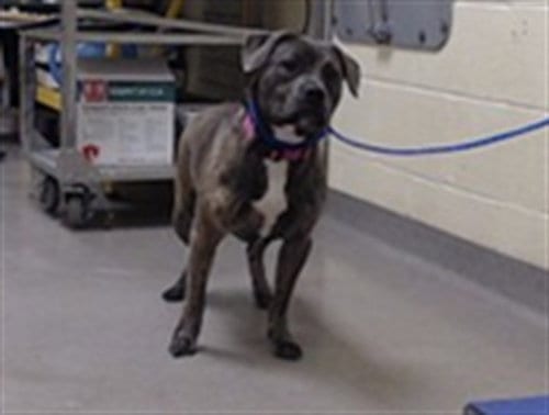 Photo of Kuromi, adoptable American Pit Bull Terrier in Denver, Colorado