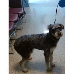 Photo of Milo, adoptable Schnauzer (Standard) in Doral, Florida
