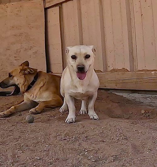 Photo of Nick, adoptable Corgi in San Tan Valley, Arizona