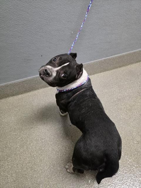 Photo of Chanel, adoptable American Bulldog in Las Vegas, Nevada