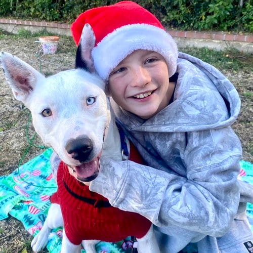 Photo of Snow, adoptable Husky in San Juan Capistrano, California