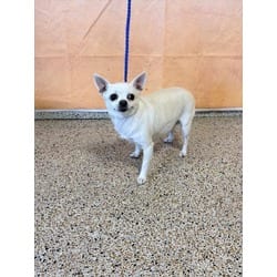Photo of Tiny, adoptable Chihuahua in Doral, Florida