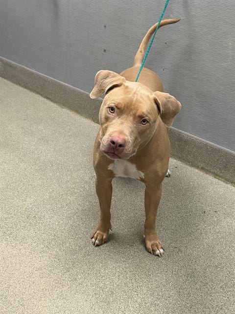Photo of Fido, adoptable Pit Bull Terrier in Las Vegas, Nevada