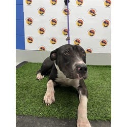Photo of August, adoptable Mixed Breed (Medium) in Land O'Lakes, Florida
