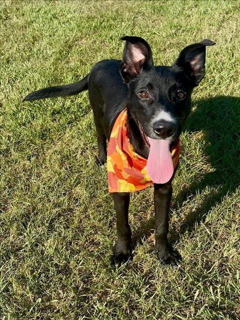 Photo of Athos, adoptable Labrador Retriever in Conroe, Texas