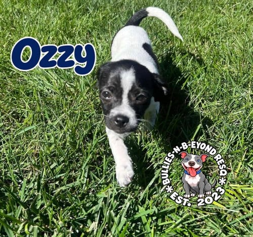 Photo of Ozzy, adoptable Shih Tzu in Omaha, Nebraska