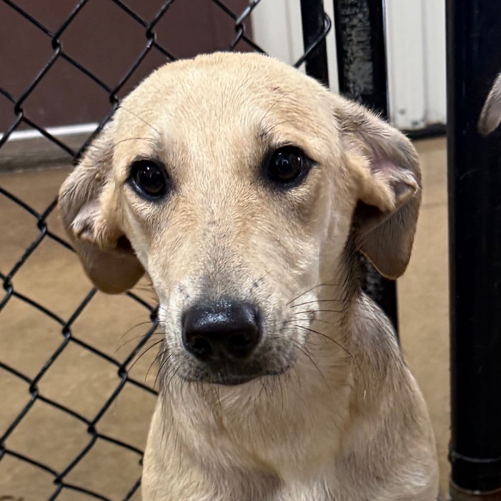 Photo of Tortilla, adoptable Shepherd in Mount Vernon, Arkansas