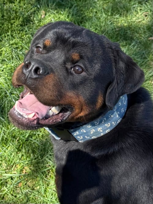 Photo of Ash, adoptable Rottweiler in Mooresville, North Carolina