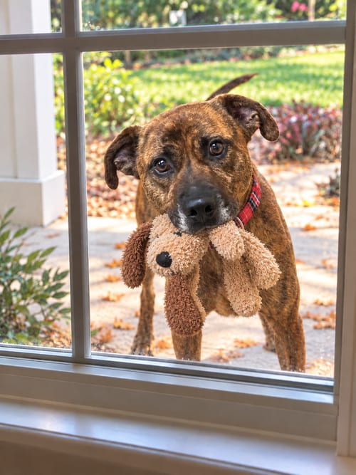 Photo of Bailey, adoptable Labrador Retriever in Mt. Laurel, New Jersey