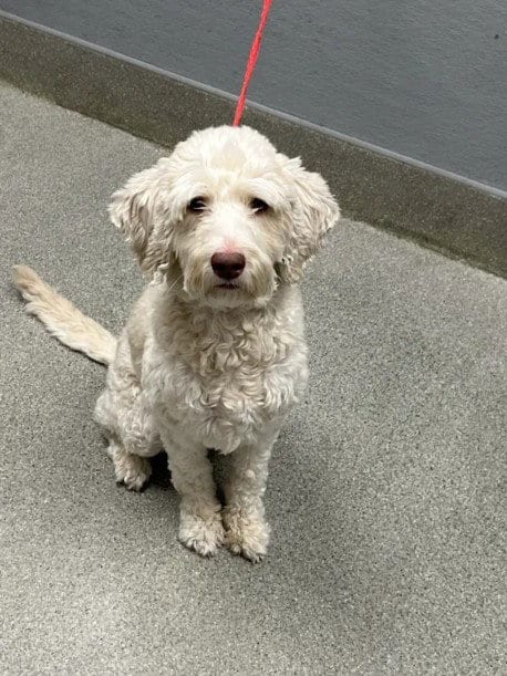 Photo of Eclair, adoptable Poodle (Miniature) in Las Vegas, Nevada