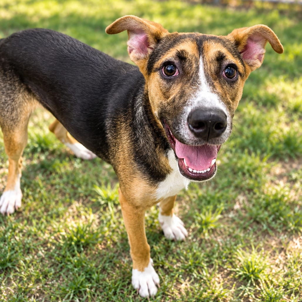 Photo of Zadie, adoptable Shepherd / Mix in Fort Pierce, Florida