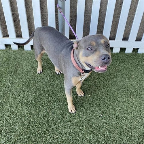 Photo of Lizette, adoptable Pit Bull Terrier in Modesto, California