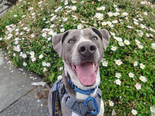 Photo of Apollo, adoptable Pit Bull Terrier in McKinleyville, California