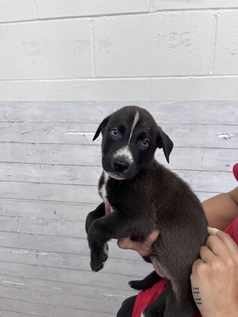 Photo of Baby Ruth, adoptable Labrador Retriever in San Bernardino, California