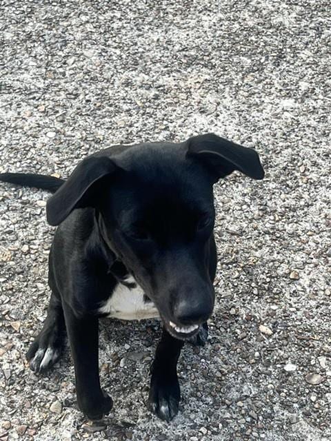 Photo of A662356, adoptable Labrador Retriever in Houston, Texas