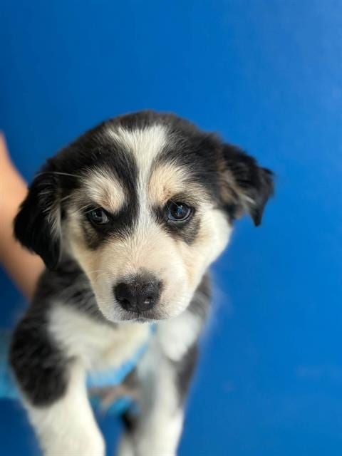 Photo of A256367, adoptable Siberian Husky in Visalia, California