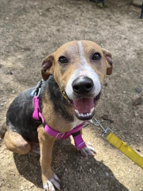 Photo of Richard, adoptable Beagle in Houston, Texas