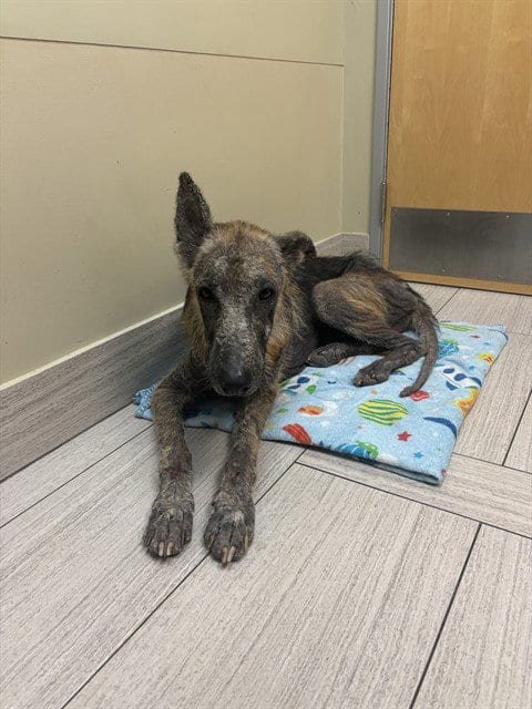Photo of Arlo, adoptable German Shepherd Dog in Corpus Christi, Texas