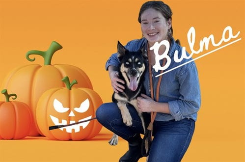 Photo of Bulma, adoptable German Shepherd Dog in Albuquerque, New Mexico