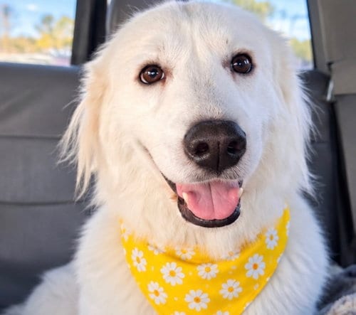 Photo of Lady, adoptable Great Pyrenees in Euless, Texas