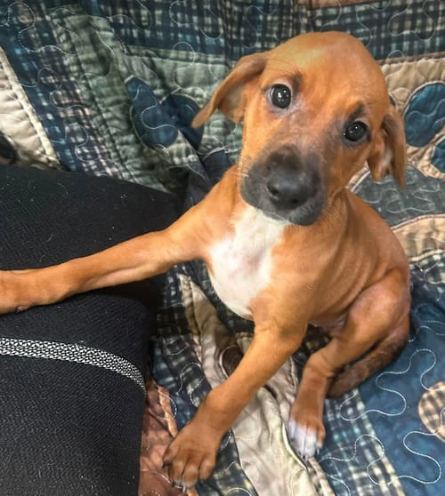 Photo of Bernadette-Pup of Pennie, adoptable Irish Setter in Osteen, Florida
