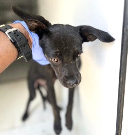 Photo of Remo, adoptable Pit Bull Terrier in Houston, Texas