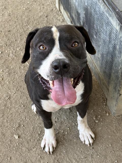 Photo of Spot, adoptable Pit Bull Terrier in Riverside, California