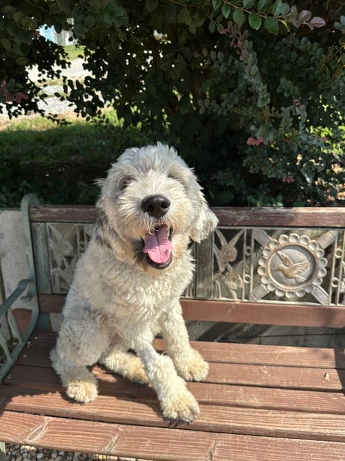 Photo of Shelby Virginia Jul 26, adoptable Poodle (Standard) in Pacolet, South Carolina