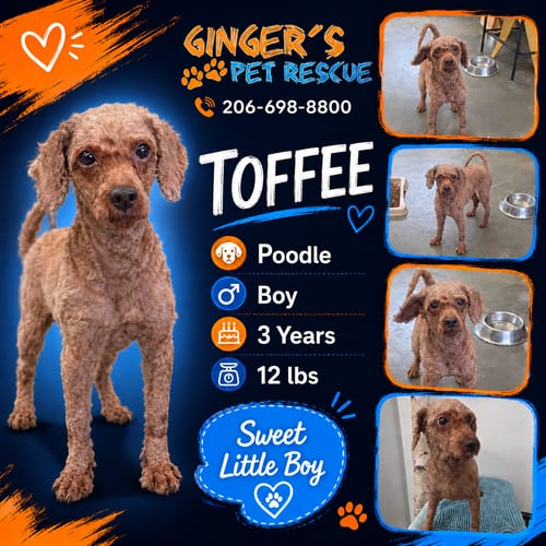 Photo of Toffee from Korea, adoptable Poodle (Toy) in Federal Way, Washington