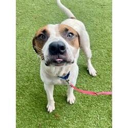 Photo of Dash, adoptable Terrier (Unknown Type, Medium) in Doral, Florida